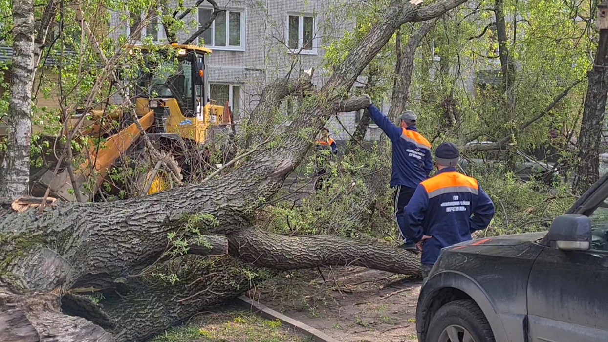 Упало дерево в парке. Глазов упало дерево. Упавшее дерево улица добровольцев. Дерево последствий. Упавшее дерево в городе.