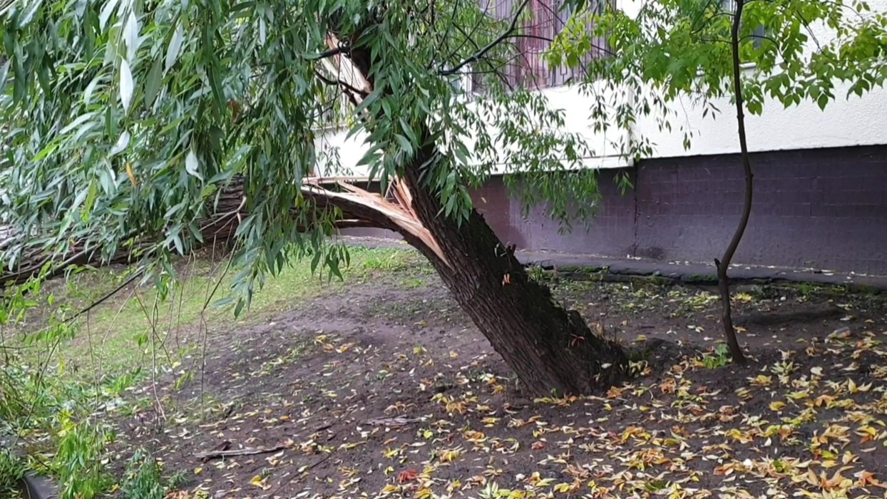 Упала дерева во дворе. Деревья во дворе. Дворовое дерево. Деревья Москвы. Упавшее дерево.