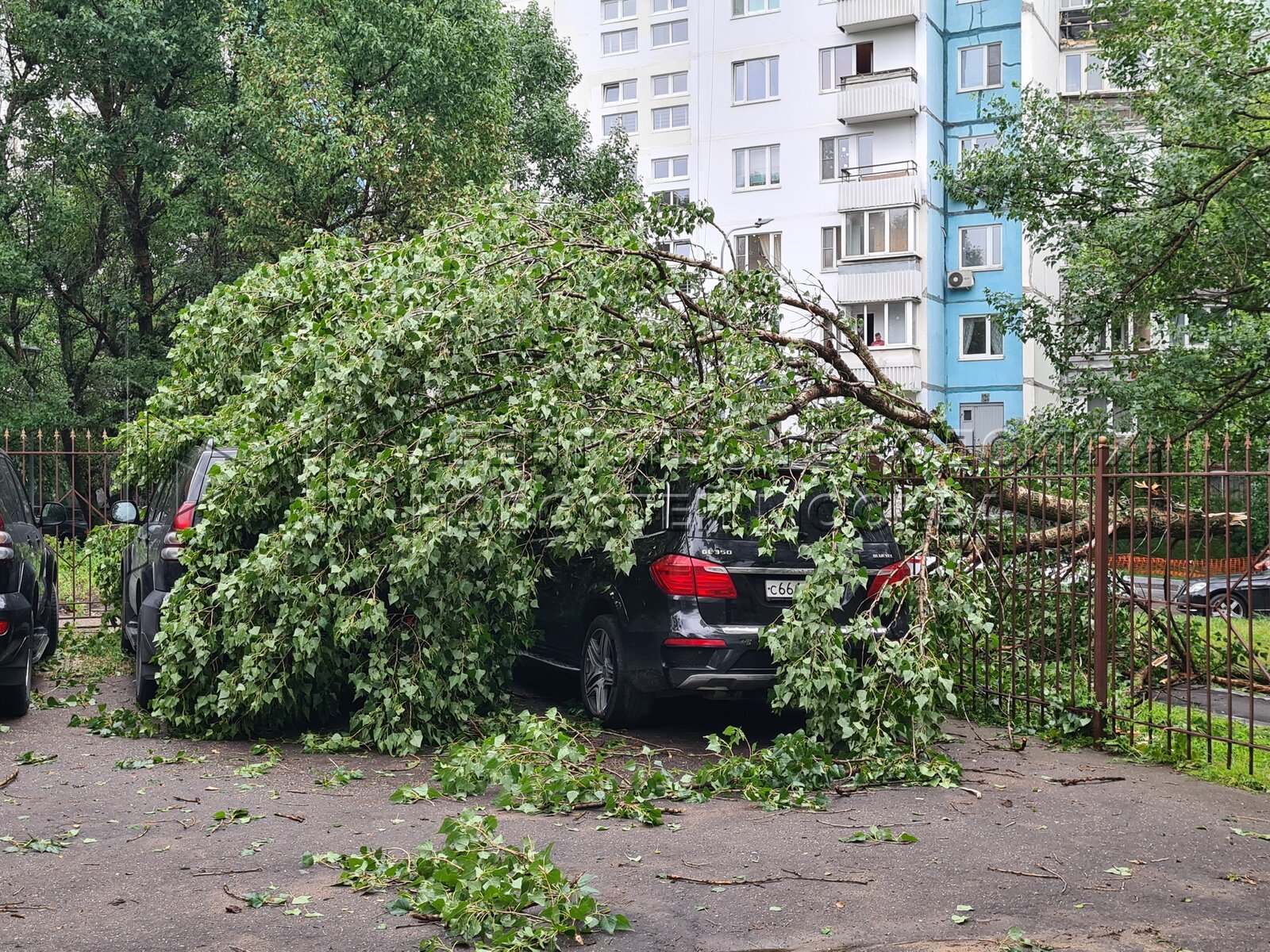 дерево упало фото