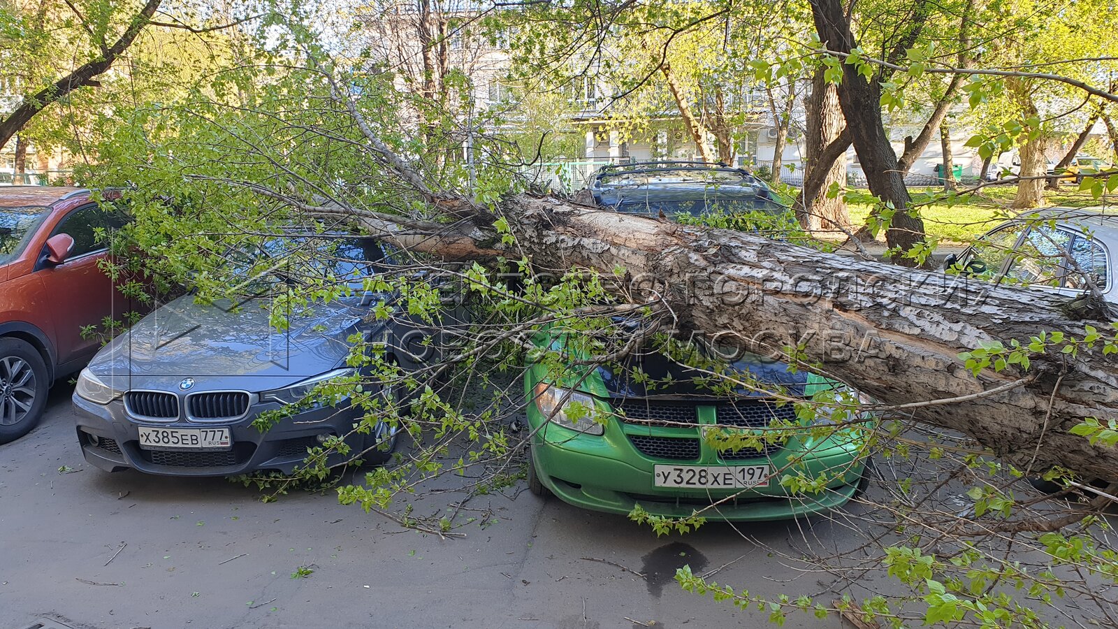 Стояло дерево упало. Деревья у подъезда. Опрыскивание деревьев во дворах Москвы. ДТП И ЧП Москва на западе.